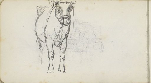 Oxen with harness