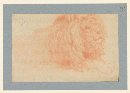 Study of a lion