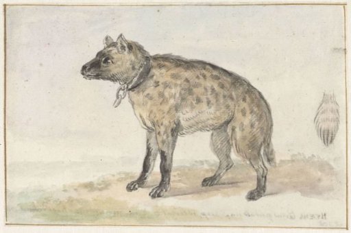 Spotted Hyena