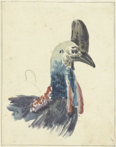Head of a Cassowary