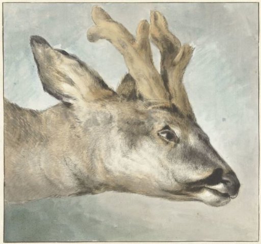 Head of a Roebuck