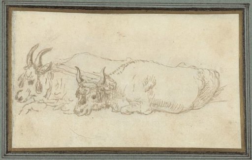 Two lying buffaloes yoked together