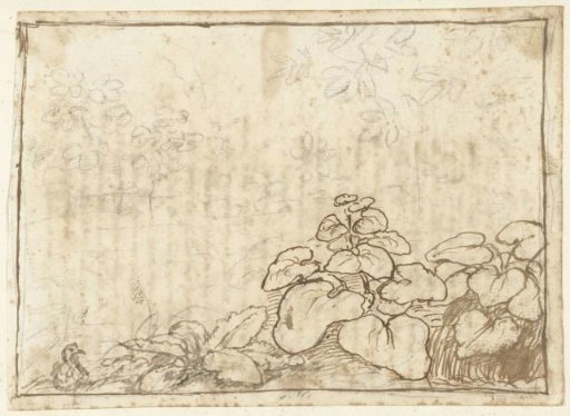 Study of Plants