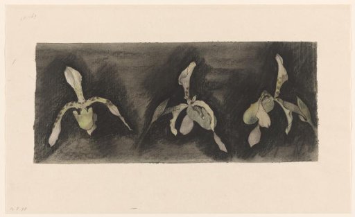 Three Orchids