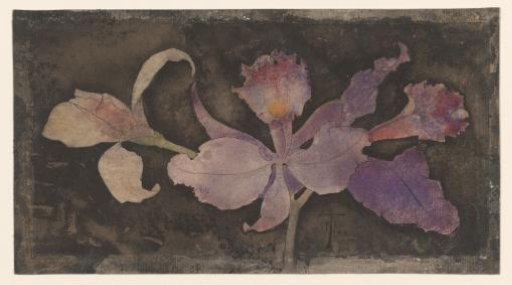 Purple Orchid