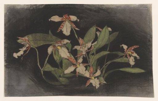 Branch of a flowering orchid