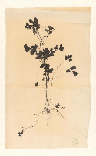 Flowering Plant, with the Roots