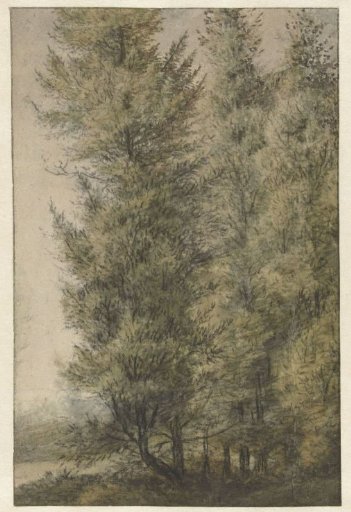 Tall pines at the edge of a forest