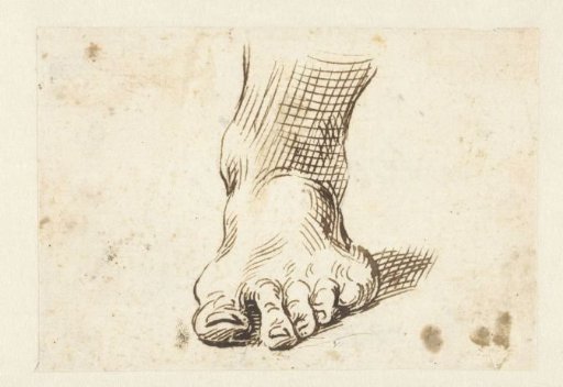 Study of a left foot, seen from the front