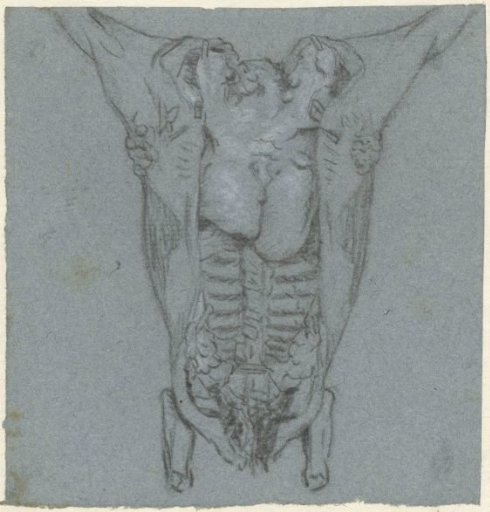Hanging carcass of cattle