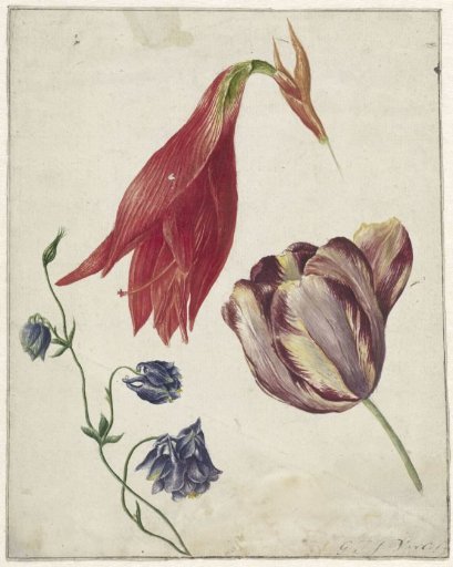 Tulip, columbine and amaryllis