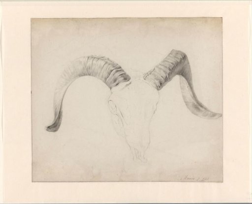 Skull of a goat, the horns modelled