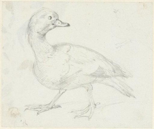 Study of a Duck and Two Other Birds
