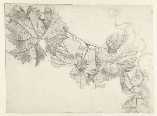 Branch with vine