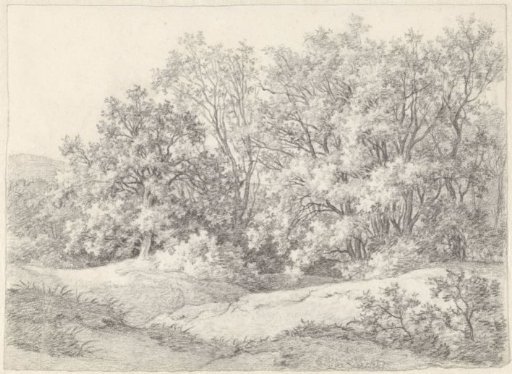 Trees at a dune edge near the Hartekamp, Heemstede