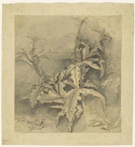 Study of a thistle plant and smaller vegetation
