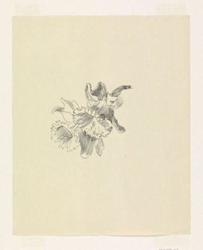 Two narcissi