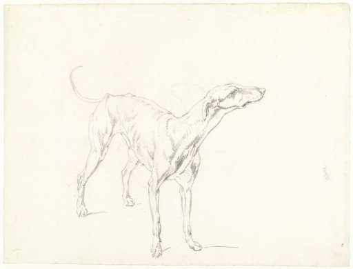 Study of a standing dog, facing right