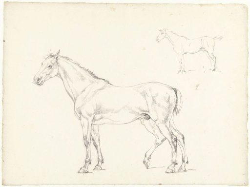 Study of two horses, facing left