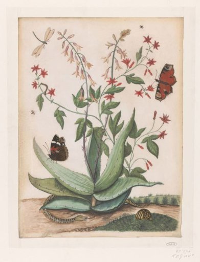 Butterflies, a snake and a turtle around a blooming agave