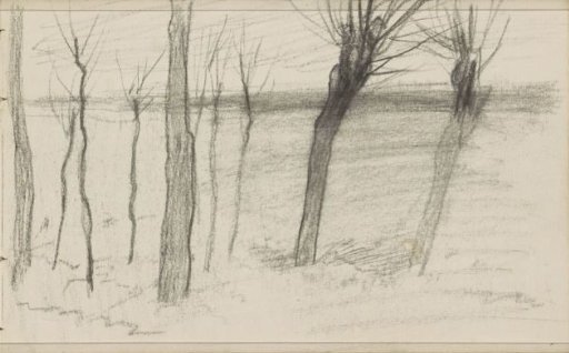 Pollard willows