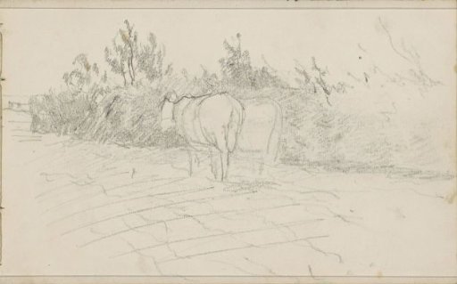 Ox on a ploughed field