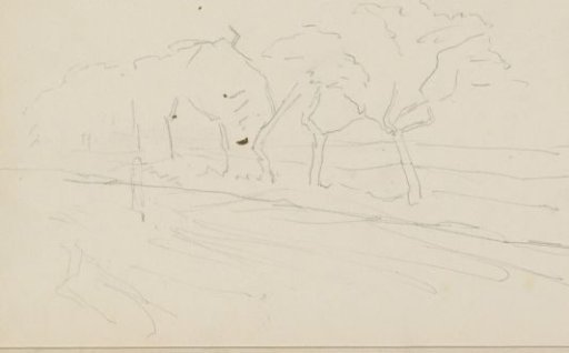 Trees in a field