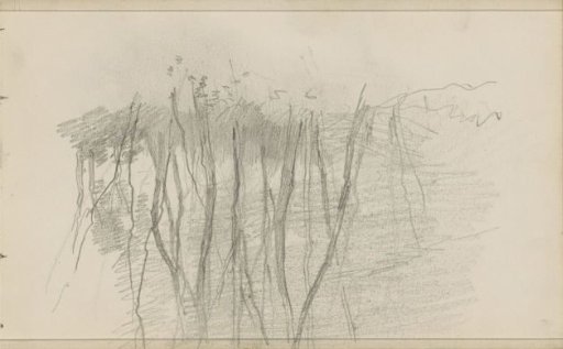 Trees with bare branches
