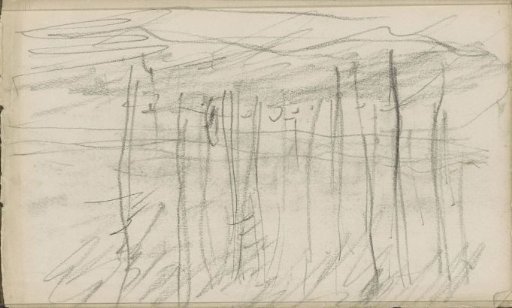Trees along a waterway