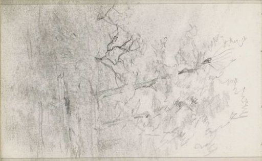 Trees in the wind at a waterside