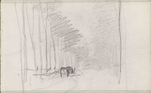 Trees along a country road