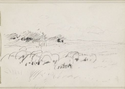 Flock of sheep in a meadow