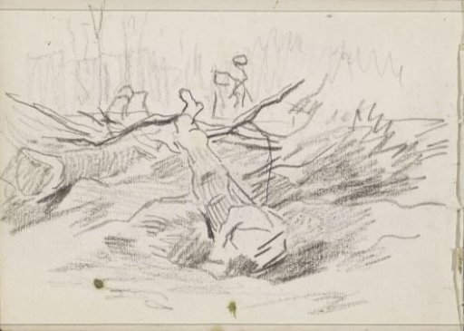 Felled tree trunks