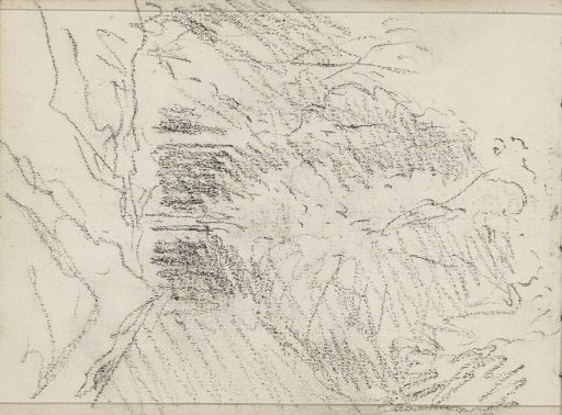 Edge of a Forest