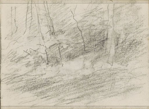 Forest floor