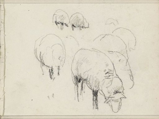 Sheep