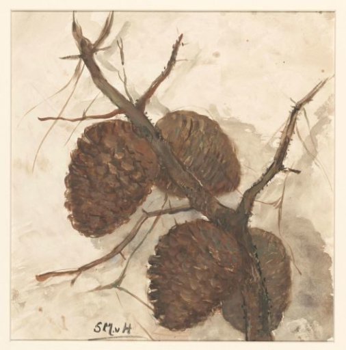 Pine cones on a branch