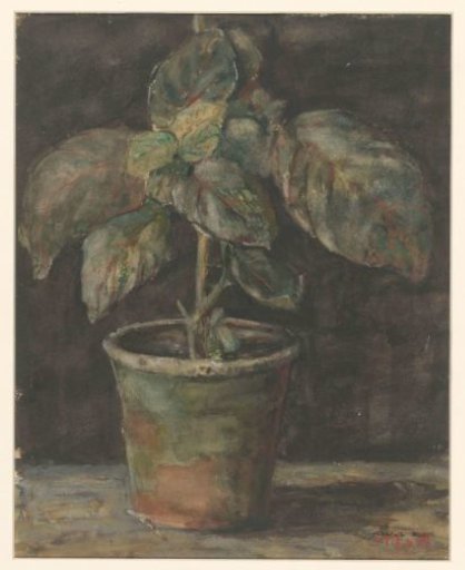 A potted plant