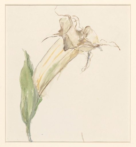 Flower (of a gourd?)