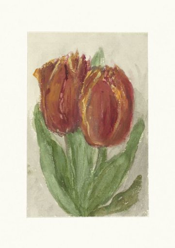 Two red tulips