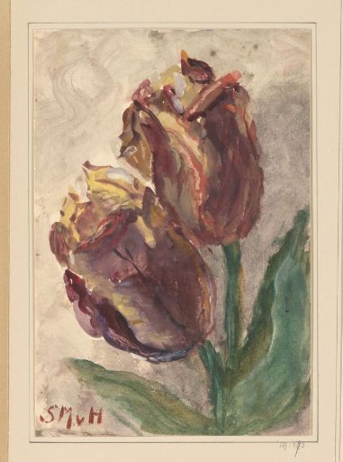 Tulips