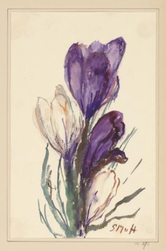 Crocuses