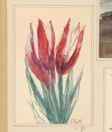 Tulips