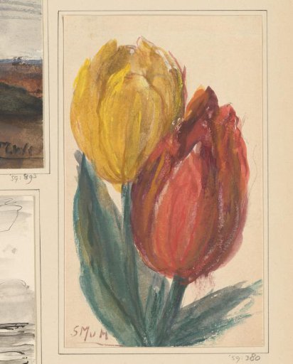 Tulips