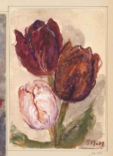 Tulips
