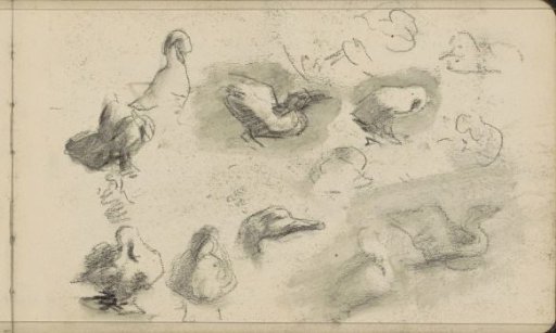 Ducks