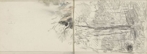 Trees and Shrubs