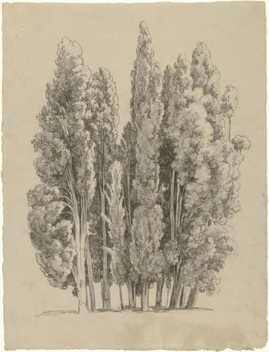 Group of cypresses