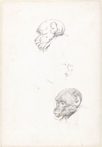 Studies of an ape's head