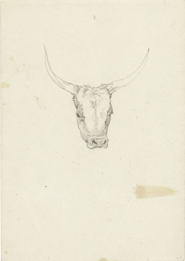 Head of an ox, from the front